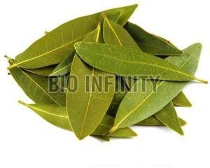 Bay Leaves, Color : Green