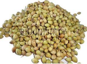 Raw Natural Coriander Seeds For Cooking