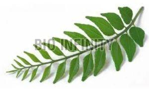 Natural Curry Leaves For Spices, Cooking