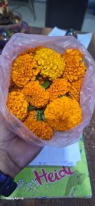 Yearly Marigold For Agriculture