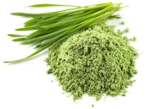 Wheatgrass Powder