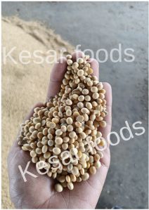 Soybean Seed