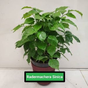 Radermachera Sinica Plant