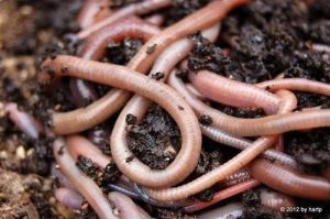 Live Earthworm Vermicompost