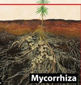 Vesicular Arbuscular Mycorrhiza