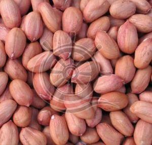 Groundnut Seeds, Grade : Food Grade