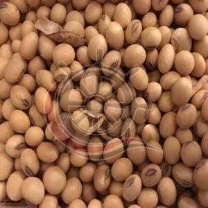 Organic Soybean Seeds For Human Consumption