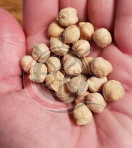 Organic White Chickpeas For Cooking