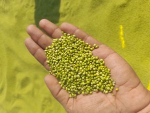 Natural Coriander Seeds, Packaging Type : Plastic Packet