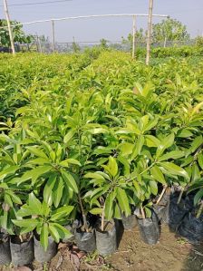 Chiku Plants (kalipatti,cricket Ball)