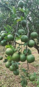 Balaji Lemon Plant