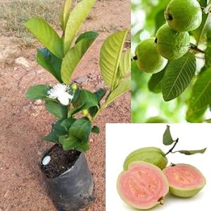 Red Diamond Guava Plant