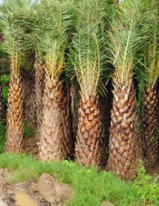 Natural Date Palm Trees For Outdoor Plants