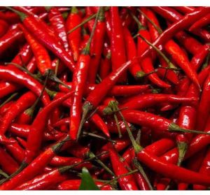 Fresh Red Chilli