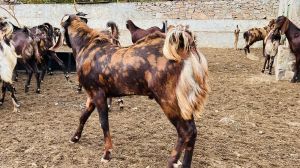 Qurbani Goat