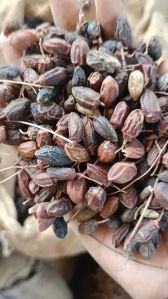 Neem Fruit