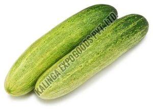 Fresh Cucumber, Certification : FSSAI Certified