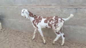 Gujari Male Goat