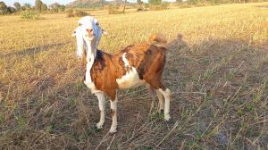 Gujari Pregnant Goat