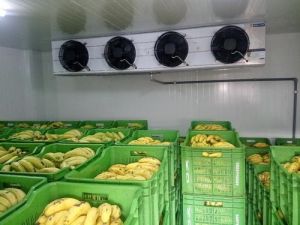 Banana Ripening Cold Rooms
