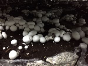 Mushroom Growing Chambers