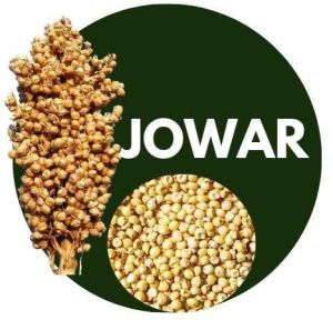 Jowar Millet Wholegrains Sorghum