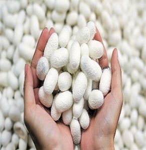 Dry Silkworm Cocoons