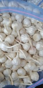 Garlic, Packaging Size : 32 Oz