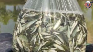 Live Fish Seeds