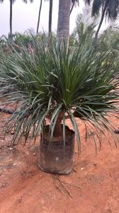 Dracaena Draco Plant 21*21 For Gardening