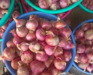 A Grade Pink Onion