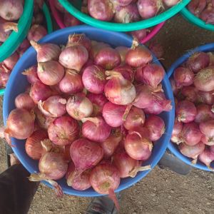 B Grade Pink Onion