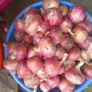 Fresh Salad Onion, Color : Red, Packaging Size : 25-50kg, Packaging Type : Gunny Bag