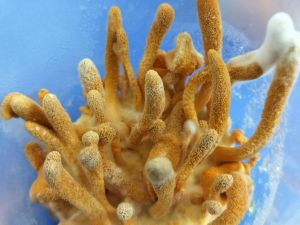 cordyceps militaris mushroom