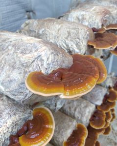 Reishi Mushroom