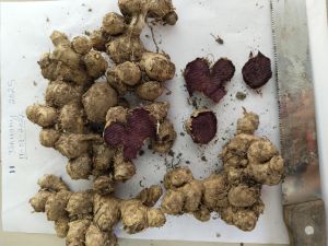 Tamil Nadu Black Ginger