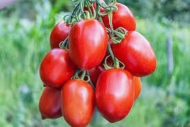 Fresh Arka Vikas Tomato