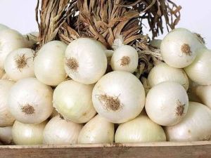 Fresh Bellary White Onion