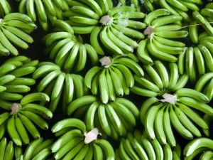 Fresh Cavendish Banana, Packaging Type : Corrugated Box, Packaging Size : 5-25kg For Human Consumption