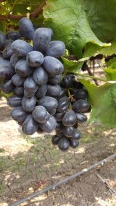 Fresh Flame Seedless Black Grapes