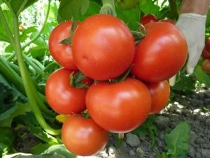 Fresh Hybrid Arka Rakshak Tomato