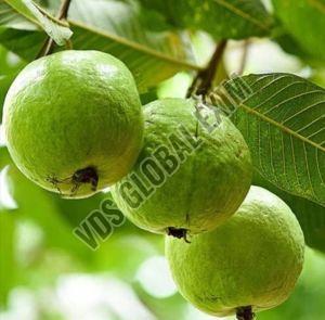 Natural Fresh Allahabad Safeda Guava, Color : Green, Packaging Type : Carton Box, Packaging Size : 5-25kg