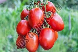 Fresh Arka Vikas Tomato, Color : Red, Packaging Size : 5-25kg, Packaging Type : Plastic Bag