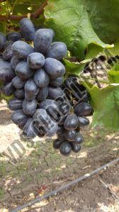 Fresh Flame Seedless Black Grapes, Packaging Type : Corrugated Box, Packaging Size : 5-25kg For Human Consumption