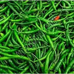 Fresh G4 Green Chilli, Packaging Size : 5-25kg, Packaging Type : Plastic Bag For Cooking