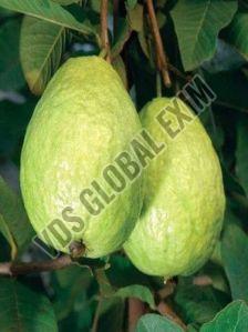 Natural Fresh L49 Guava, Color : Green, Packaging Type : Plastic Bag, Packaging Size : 5-25kg