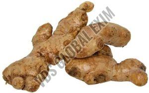 Fresh Mahim Ginger, Color : Brown, Packaging Type : Gunny Bag, Packaging Size : 5-25kg