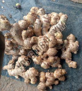 Fresh Nadia Ginger, Color : Brown, Packaging Size : 5-25kg, Packaging Type : Gunny Bag