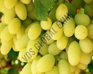 Fresh Thompson Seedless Green Grapes, Packaging Type : Corrugated Box, Packaging Size : 5-25kg For Human Consumption