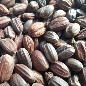 Jojoba Seeds, Packaging Type : Plastic Bag, Packaging Size : 20-25kg